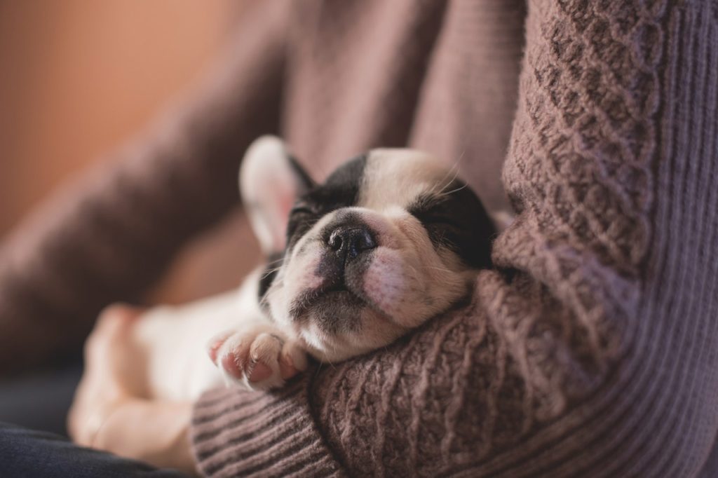 Small puppy sleeping peacefully in owner’s arms, representing warmth, trust, and compassionate pet care – My Companion Vet Australia.