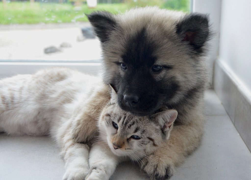Playful puppy cuddling with a cat on the floor, showing gentle friendship and care between pets – My Companion Vet Australia.