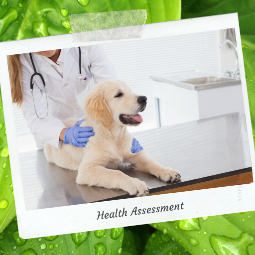 Veterinarian performing health assessment on happy golden retriever puppy, representing professional pet wellness care – My Companion Vet Australia.