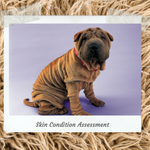 Shar Pei dog with wrinkled skin sitting on purple background, representing veterinary skin condition assessment and dermatology care – My Companion Vet Australia.
