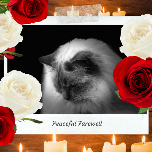 Soft-focus photo of a cat surrounded by candles and roses, symbolising love and compassion during a peaceful farewell – My Companion Vet Australia.