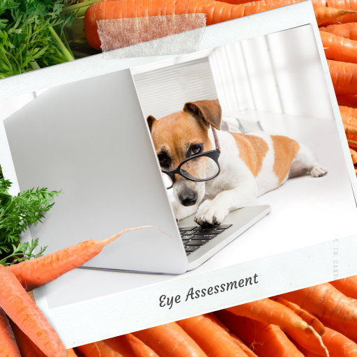 Dog wearing glasses and looking at laptop surrounded by carrots, representing veterinary eye assessment and vision care – My Companion Vet Australia.