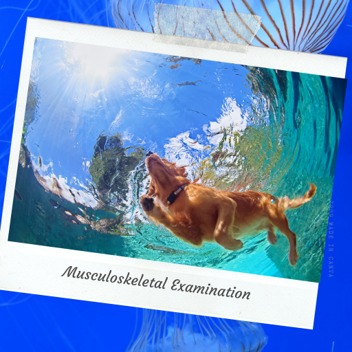 Dog swimming underwater during musculoskeletal examination therapy, representing mobility assessment and rehabilitation care – My Companion Vet Australia.
