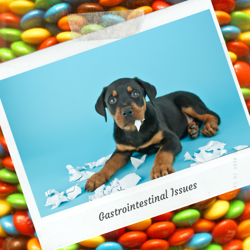 Puppy sitting on blue background surrounded by chewed paper, illustrating gastrointestinal issues and digestive health awareness – My Companion Vet Australia.