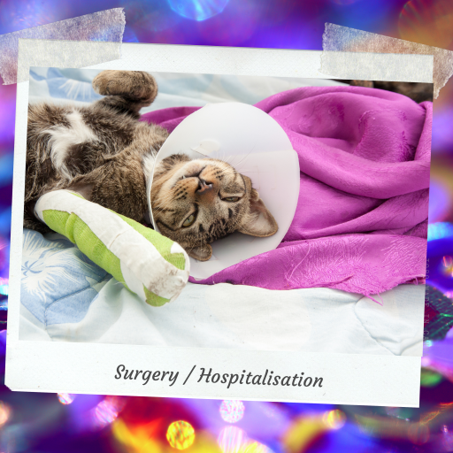 Cat recovering after surgery with bandaged leg and protective cone, symbolising compassionate veterinary hospital care – My Companion Vet Australia.