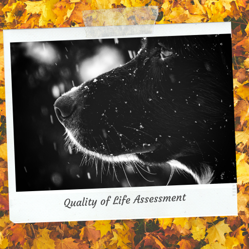 Quality of Life Assessment
