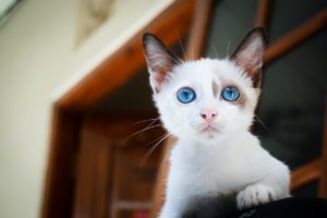 kitten, blue eyes, cat's eyes-1866475.jpg