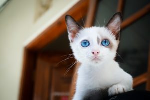 White kitten with striking blue eyes looking curiously at the camera, symbolising attentive feline care and health – My Companion Vet Australia.