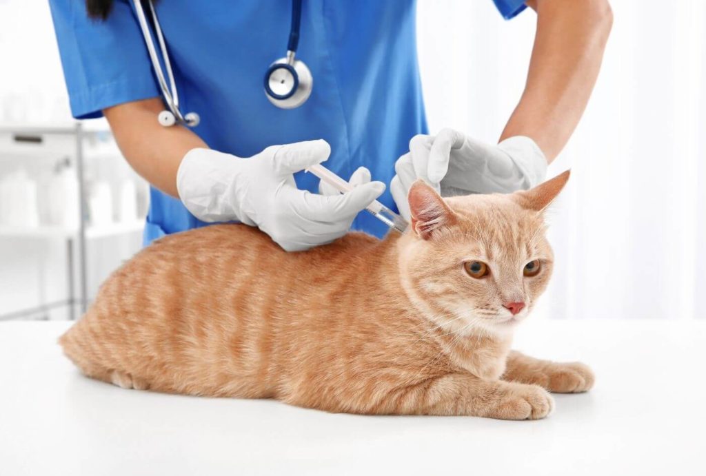 Beransa and Solensia injection treatment for pet