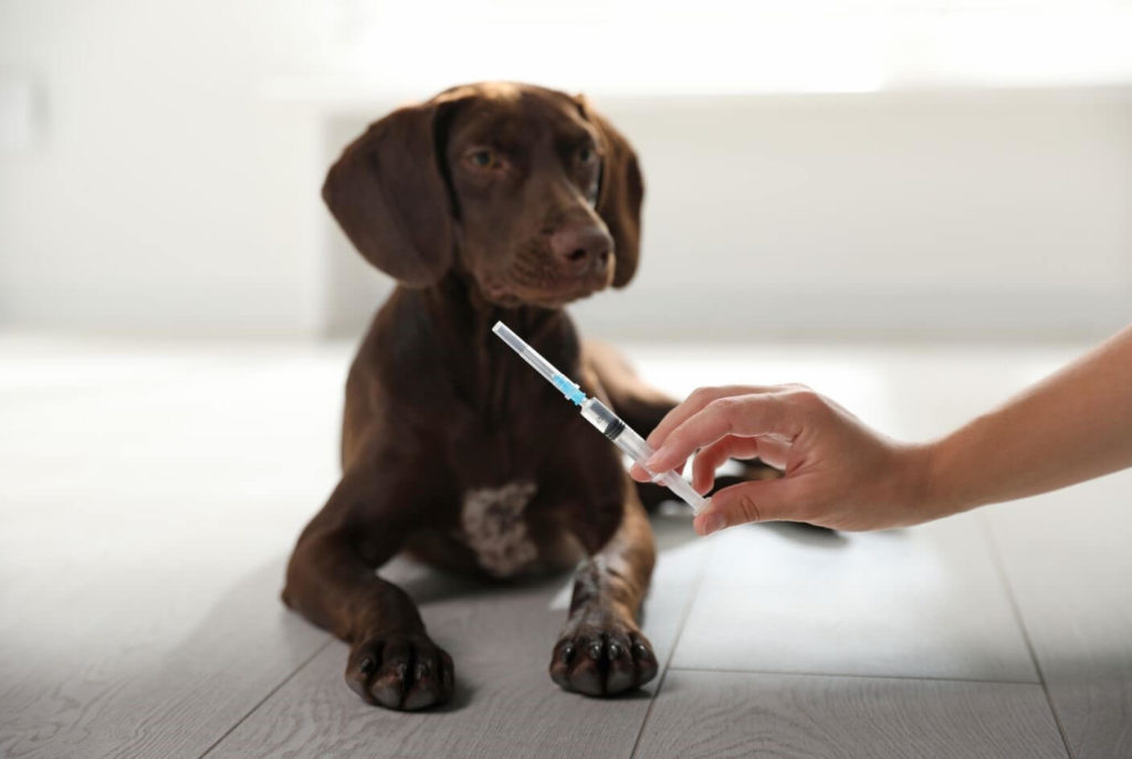 Pentosan-Injections-Treatment-for-pet