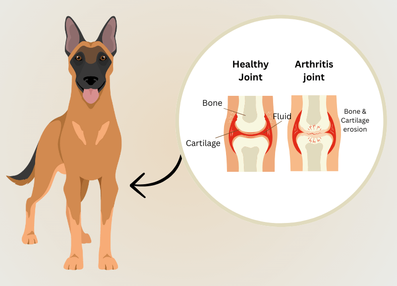 Pentosan Injections can help arthritis joint in your pet