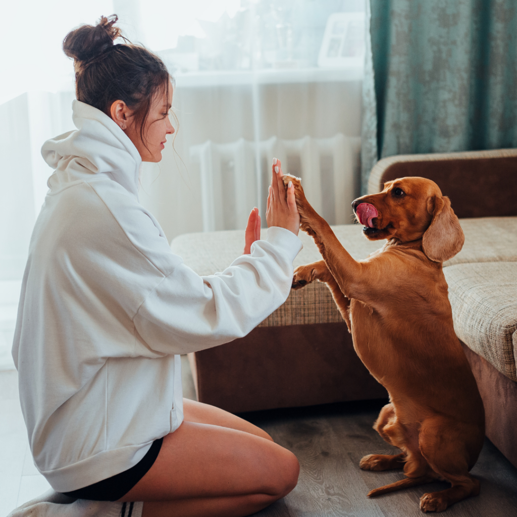 Woman training her dachshund dog indoors, giving a high five as part of positive pet behaviour training – My Companion Vet Australia.