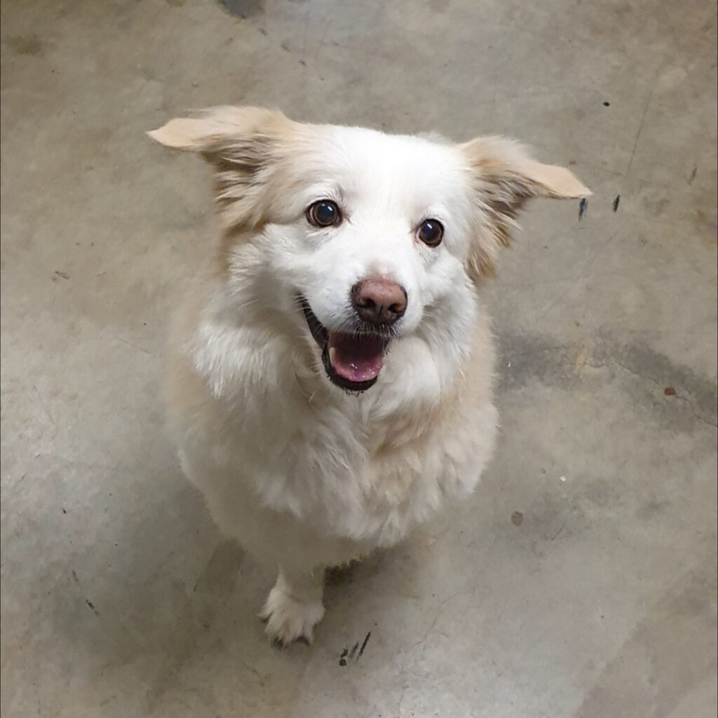 Happy white dog sitting on clinic floor, showing friendly behaviour and good health after veterinary visit – My Companion Vet Australia.