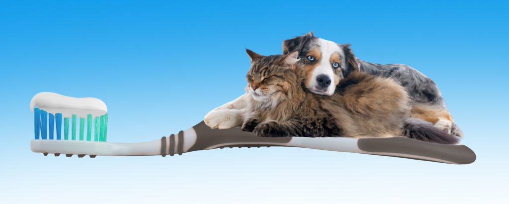 Cat and dog sitting on a toothbrush, representing the Healthy Smiles Program for pet dental health.
