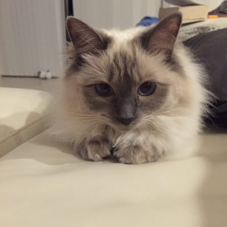 Fluffy cream and grey cat resting on a couch, representing relaxed feline health and comfort after veterinary care – My Companion Vet Australia.