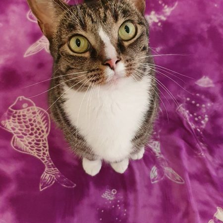 Tabby cat with bright green eyes sitting on a purple blanket with fish patterns, symbolising calm and attentive feline care – My Companion Vet Australia.