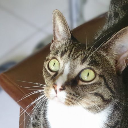 Close-up of tabby cat with bright green eyes looking upward, representing attentive feline health and veterinary care – My Companion Vet Australia.