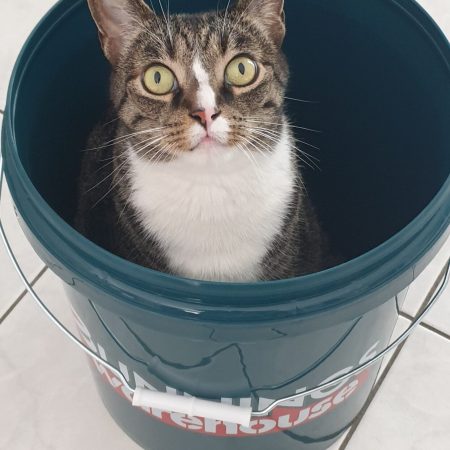 Alert tabby cat sitting inside a blue bucket, showing playful behaviour and curious feline personality – My Companion Vet Australia.