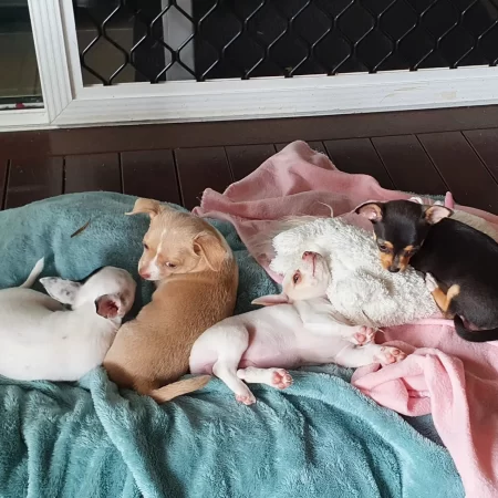 Group of adorable puppies resting together on soft blankets, representing comfort, care, and early pet health support – My Companion Vet Australia