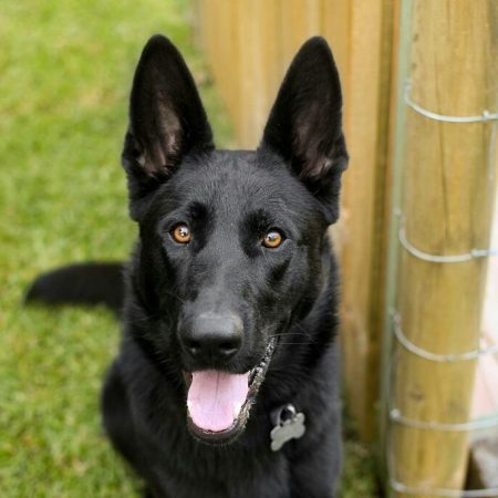 Alert black German Shepherd sitting on grass near a wooden fence, representing strength, health, and attentive pet care – My Companion Vet Australia.