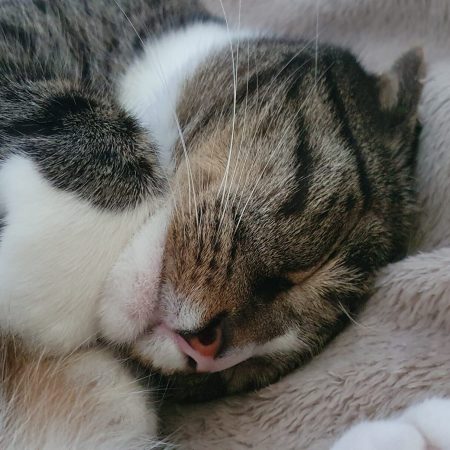 Close-up of a tabby cat peacefully sleeping on a blanket, representing comfort, relaxation, and trusted feline care – My Companion Vet Australia.