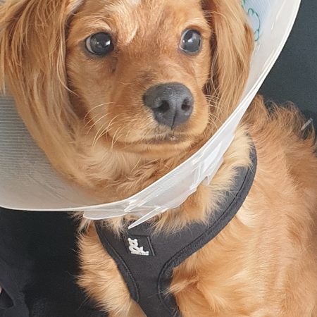 Small brown dog wearing a recovery cone and harness, representing attentive post-surgery monitoring and compassionate veterinary care – My Companion Vet Australia.