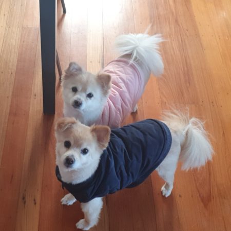 Two small dogs wearing cosy jackets standing on wooden floor, representing warmth, comfort, and attentive pet care – My Companion Vet Australia