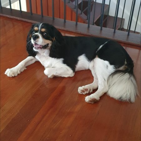 Happy black and white dog lying on polished wooden floor, representing a relaxed and healthy pet after veterinary care – My Companion Vet Australia.