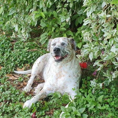 Happy spotted dog relaxing on the grass under garden plants, symbolising outdoor wellbeing and healthy pets – My Companion Vet Australia