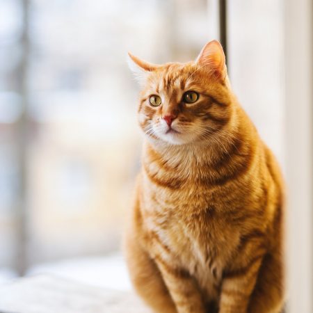 Orange tabby cat sitting by the window, representing calmness, health, and attentive feline veterinary care – My Companion Vet Australia.
