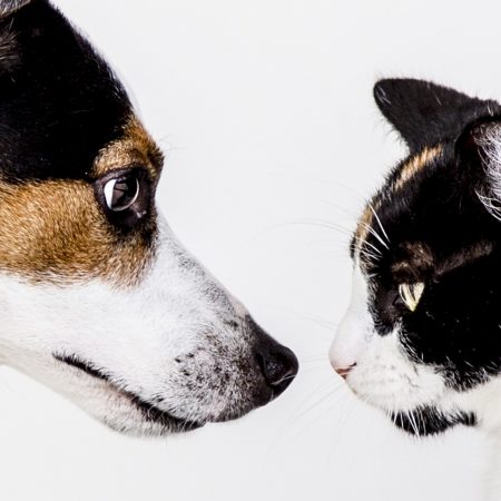 Dog and cat facing each other closely against white background, symbolising harmony, understanding, and comprehensive pet care – My Companion Vet Australia.